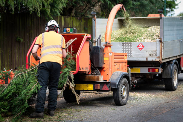 Best Lawn Renovation and Restoration  in Corrales, NM