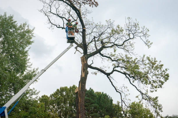 Reliable Corrales, NM Tree Services Solutions