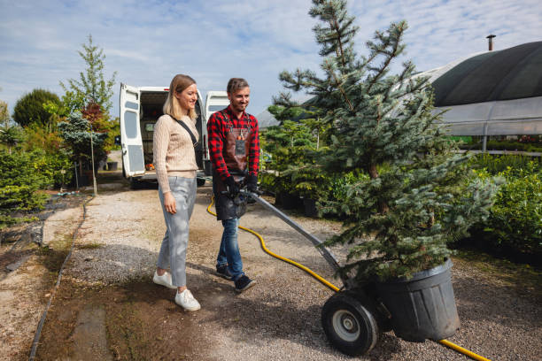 Best Lawn Renovation and Restoration  in Corrales, NM