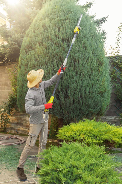 Best Tree Removal  in Corrales, NM