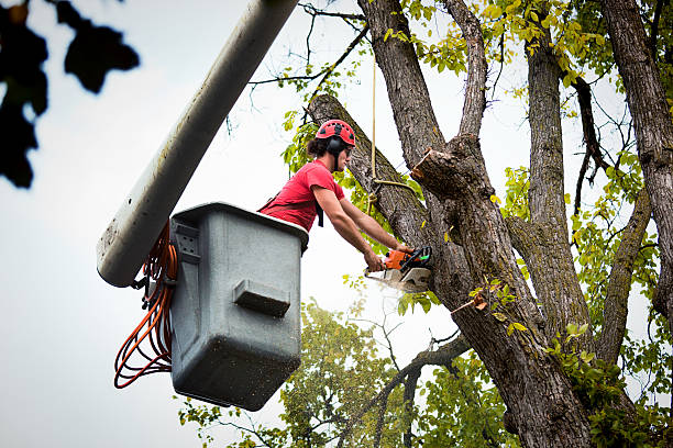 Best Arborist Consultation Services  in Corrales, NM